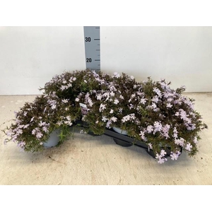 PHLOX SUBULATA