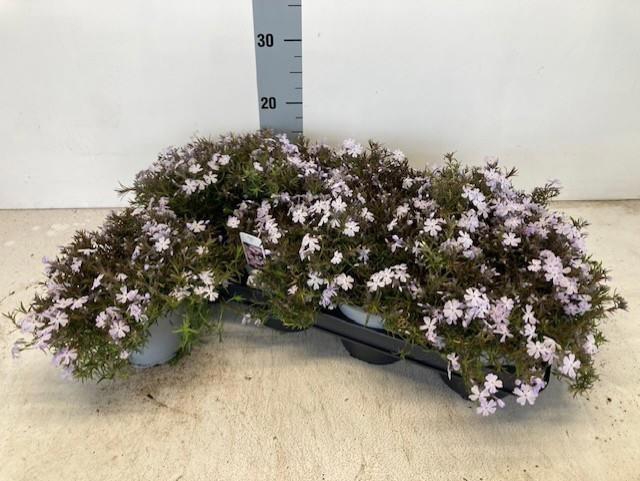 <h4>PHLOX SUBULATA</h4>