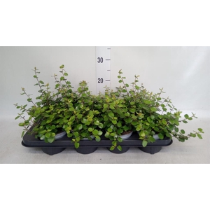 Muehlenbeckia com. 'Mao'ri'