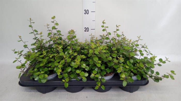 <h4>Muehlenbeckia com. 'Mao'ri'</h4>