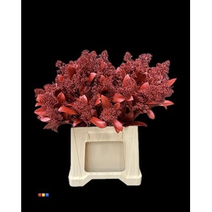 Skimmia Metallic Red