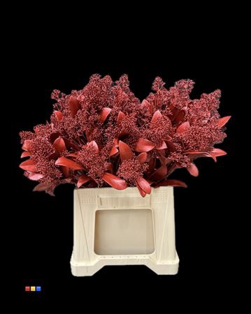 <h4>Skimmia Metallic Red</h4>