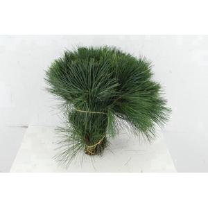 PINUS STROBUS PER STEM 35CM