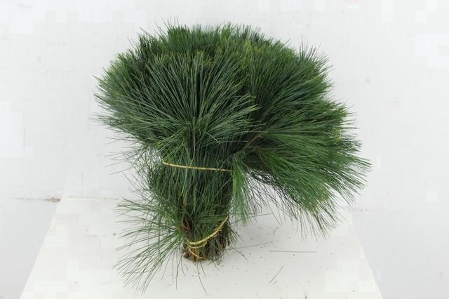 <h4>PINUS STROBUS PER STEM 35CM</h4>