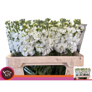 MATTH AIDA WHITE