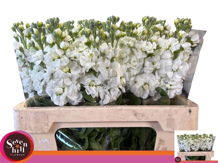 <h4>MATTH AIDA WHITE</h4>