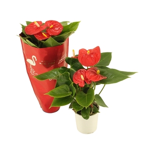 Anthurium XL.41 Pura Jasja met sierhoes 9cm