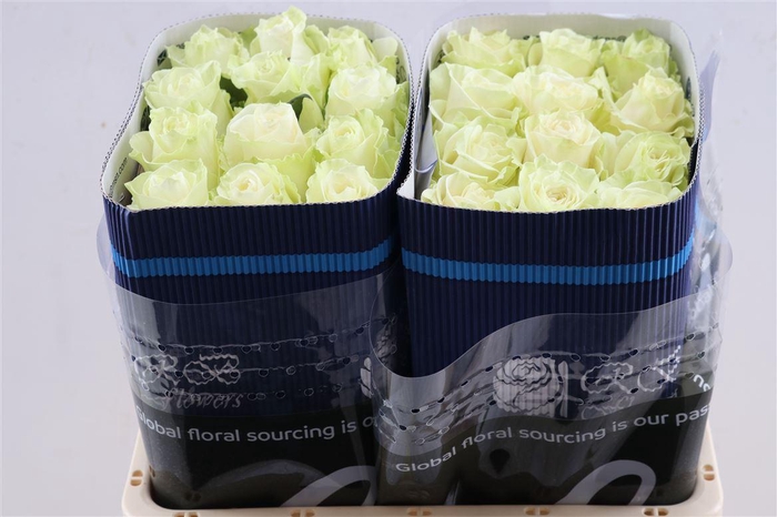 <h4>R Gr Mondial Box</h4>