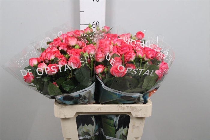 <h4>R Tr Apricio</h4>