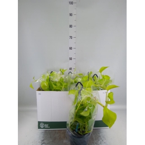 Epipremnum pinn. 'Golden Pothos' HG