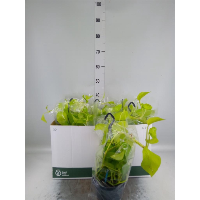 <h4>Epipremnum pinn. 'Golden Pothos' HG</h4>