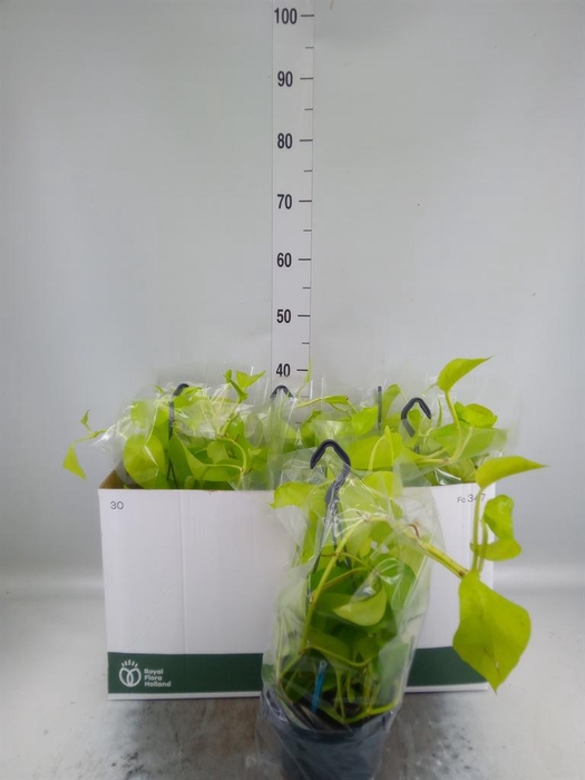 <h4>Epipremnum pinn. 'Golden Pothos' HG</h4>