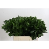 Ruscus Hypophyllum