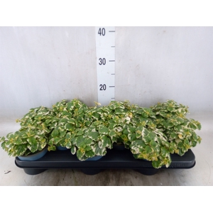 Plectranthus   ...