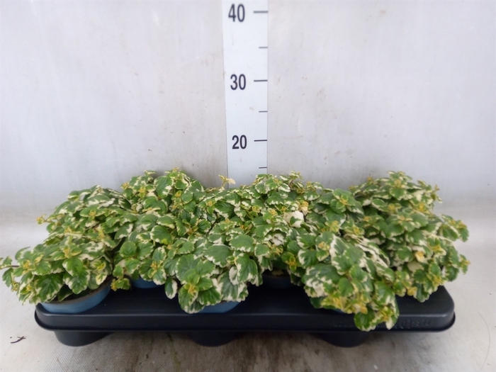 <h4>Plectranthus   ...</h4>