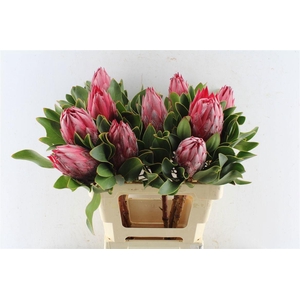 PROTEA CY MADIBA