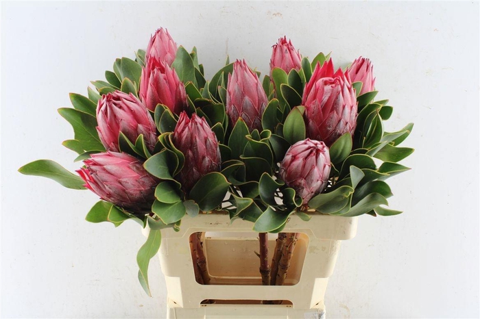 <h4>PROTEA CY MADIBA</h4>