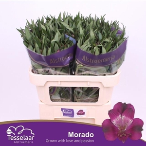 Alstr Morado