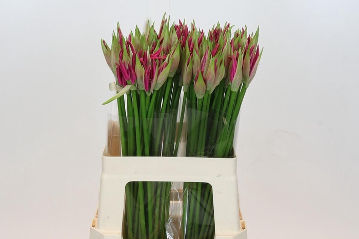 <h4>Nerine Ras van Roon</h4>