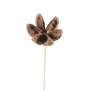 Cartoos Flower On Stem Natural