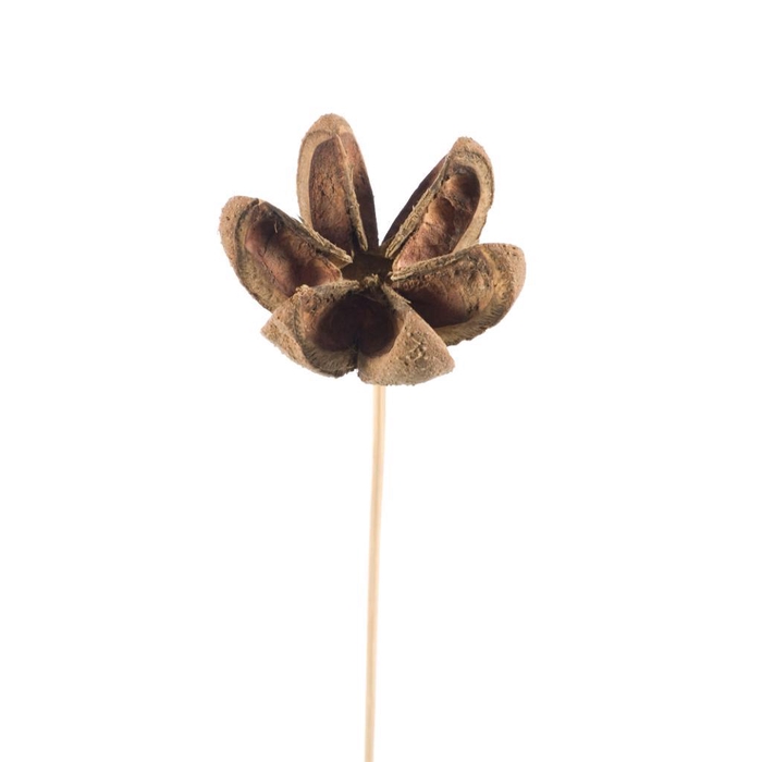 <h4>Cartoos Flower On Stem Natural</h4>