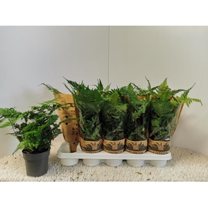 DRYOPTERIS ERYTHROSO