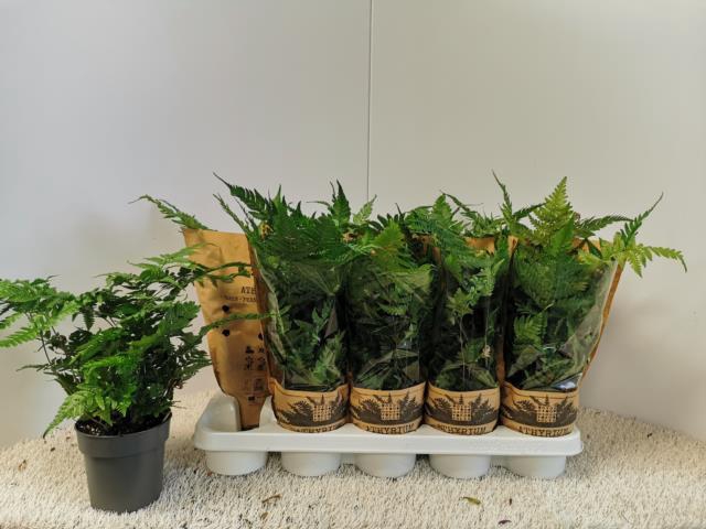 <h4>DRYOPTERIS ERYTHROSO</h4>