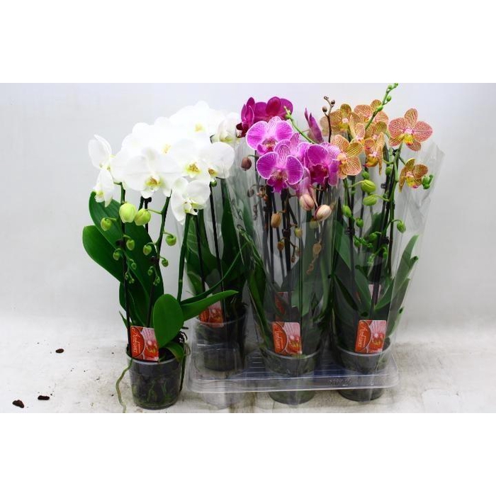 <h4>PHAL EL CASCADE</h4>