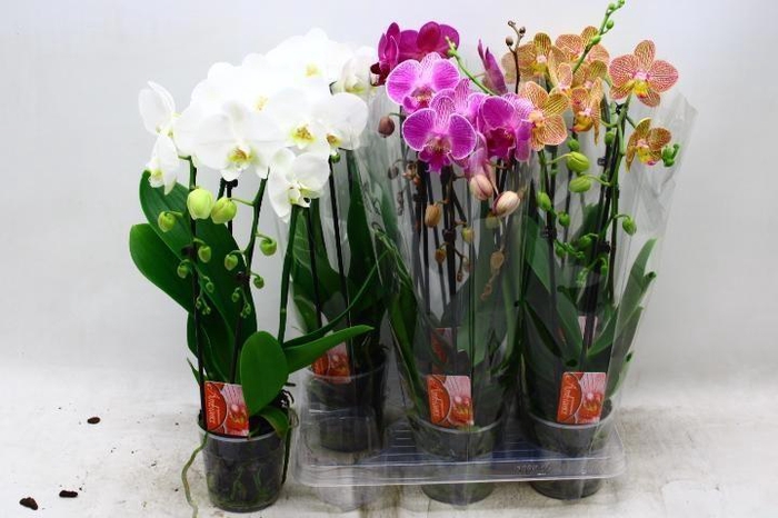 <h4>PHAL EL CASCADE</h4>
