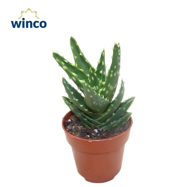 <h4>Aloe overig</h4>