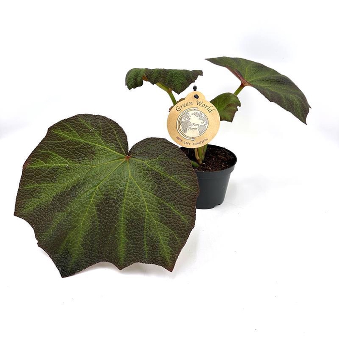 <h4>BEGONIA REX-HYBRID BROWN FORREST p12</h4>