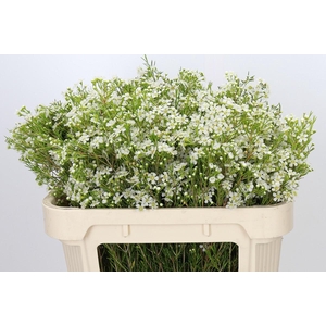 Chamelaucium Ofir