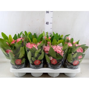 Euphorbia milii 'Charlotte'