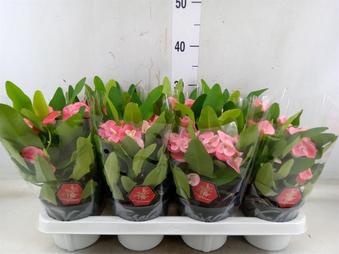 <h4>Euphorbia milii 'Charlotte'</h4>