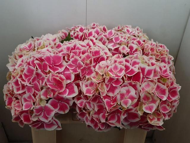 <h4>HYDR M MAG LINN</h4>