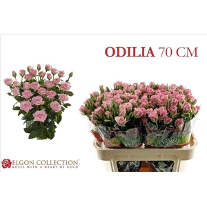 Rosa spray odilia
