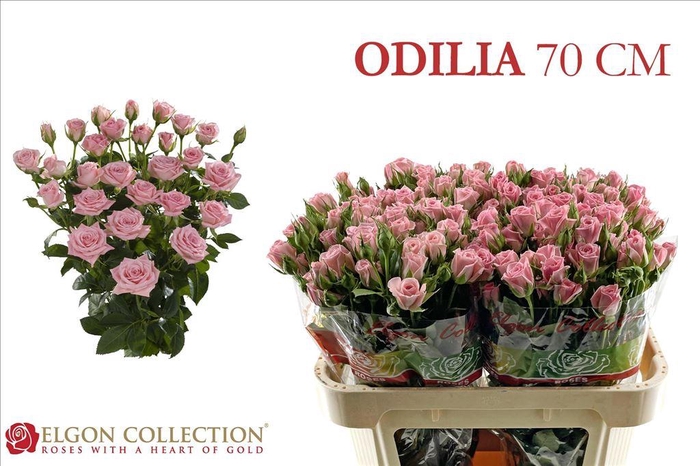 <h4>Rosa spray odilia</h4>