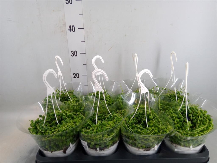 <h4>Senecio rowleyanus</h4>