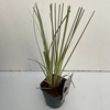 Cortaderia selloana