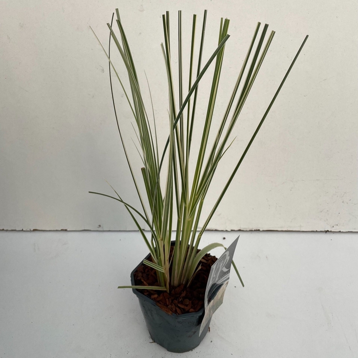 Cortaderia selloana