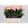 Paeonia Dinner Plate