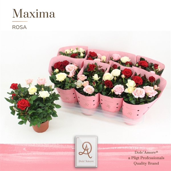 <h4>Potroos Trio Valencia P14 Dolc'Amore® Maxima Metallic TonSurTon</h4>