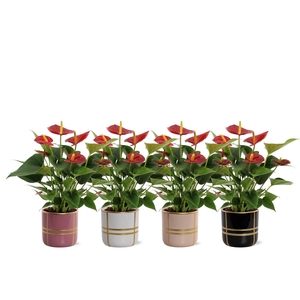 Anthurium Diamond Red in Lauri ceramic