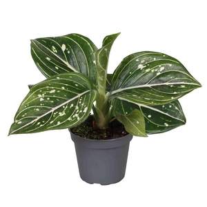 AGLAONEMA ARACEAE p6