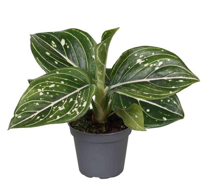 <h4>AGLAONEMA ARACEAE p6</h4>