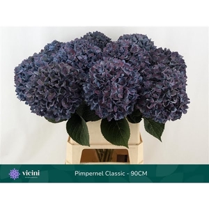 Hydr Pimpernel Classic 90 cm Vicini