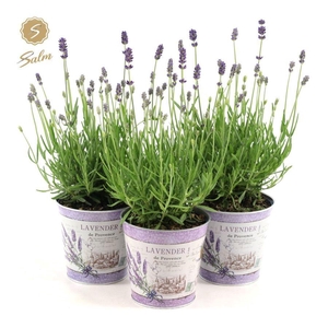 Lavandula ang. 'Felice'® Collection P12 in Zinc Lavender