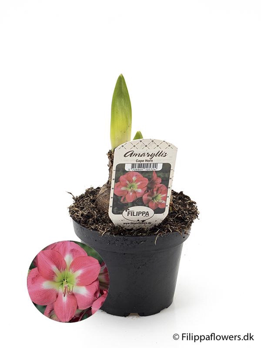 <h4>HIPPEASTRUM-HYBRID</h4>