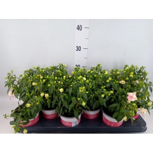 Fuchsia  'Bella Fuchsia Mariska'