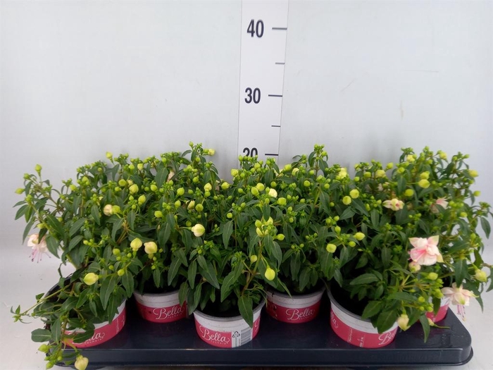 <h4>Fuchsia  'Bella Fuchsia Mariska'</h4>